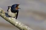 Hirondelle_rustique_leteich_Parc_Ornithologique_avril2006_MR64937