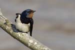 Hirondelle_rustique_leteich_Parc_Ornithologique_avril2006_MR64938