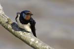 Hirondelle_rustique_leteich_Parc_Ornithologique_avril2006_MR64939