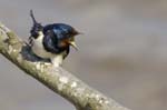 Hirondelle_rustique_leteich_Parc_Ornithologique_avril2006_MR64940