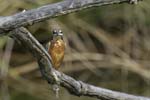 Martin_pecheur_LeTeich_Parc_Ornithologique_Septembre2006_JN63292