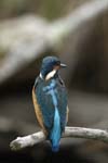 Martin_pecheur_LeTeich_Parc_Ornithologique_Septembre2006_JN65569