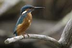 Martin_pecheur_LeTeich_Parc_Ornithologique_Septembre2006_JN65581