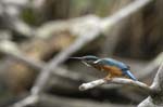 Martin_pecheur_LeTeich_Parc_Ornithologique_Septembre2006_JN65585