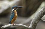 Martin_pecheur_LeTeich_Parc_Ornithologique_Septembre2006_JN65591