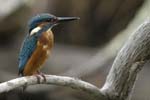 Martin_pecheur_LeTeich_Parc_Ornithologique_Septembre2006_JN65600