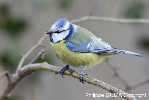 Mesange_Bleue_Bois_Vincennes_Lac_Minimes_2mars2006__FE64033