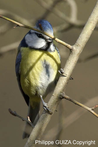 Mesange_Bleue_Bois_Vincennes_lac_Minimes_2mars2006_FE64217