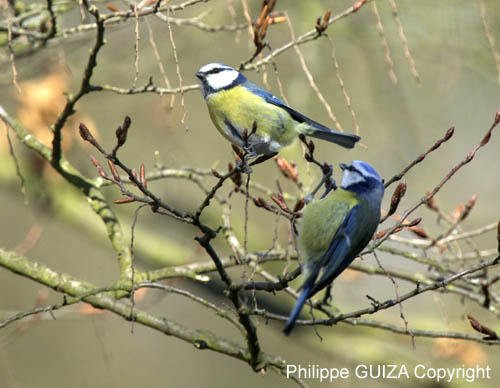 Mesange_bleue_Bois_Vincennes_Lac_Minimes_13mars2006_MR66525