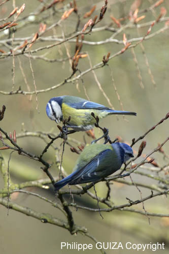 Mesange_bleue_Bois_Vincennes_Lac_Minimes_13mars2006_MR66526