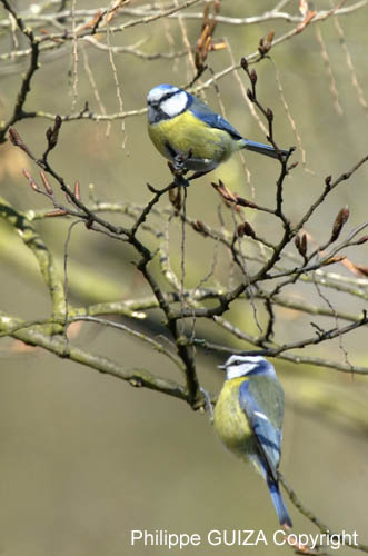 Mesange_bleue_Bois_Vincennes_Lac_Minimes_13mars2006_MR66527