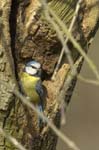 Mesange_Bleue_Bois_Vincennes_Lac_Minimes_17mars2006_MR66988