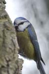 Mesange_Bleue_Bois_Vincennes_Lac_Minimes_2mars2006__FE64025