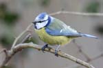 Mesange_Bleue_Bois_Vincennes_Lac_Minimes_2mars2006__FE64033