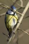 Mesange_Bleue_Bois_Vincennes_lac_Minimes_2mars2006_FE64217