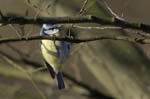 Mesange_bleue_Bois_Vincennes_Lac_Minimes_13mars2006_MR66521