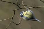 Mesange_bleue_Bois_Vincennes_Lac_Minimes_13mars2006_MR66522