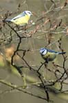 Mesange_bleue_Bois_Vincennes_Lac_Minimes_13mars2006_MR66524