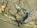 Mesange_bleue_Bois_Vincennes_Lac_Minimes_13mars2006_MR66525