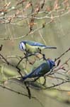 Mesange_bleue_Bois_Vincennes_Lac_Minimes_13mars2006_MR66526