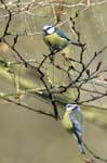 Mesange_bleue_Bois_Vincennes_Lac_Minimes_13mars2006_MR66527