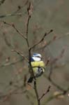 Mesange_bleue_Bois_Vincennes_Lac_Minimes_13mars2006_MR66528