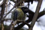 Mesange_Charbonniere_Bois_Vincennes_Lac_Minimes_2mars2006__FE64050