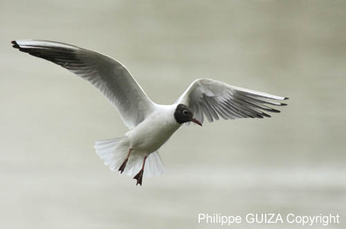 Mouette_rieuseBois_de_Vincennes_Lac_Daumesnil_1mars2005_FE52776