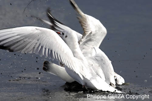 Mouette_rieuse_LeTeich_Parc_Ornithologique_Septembre2006_JN69065