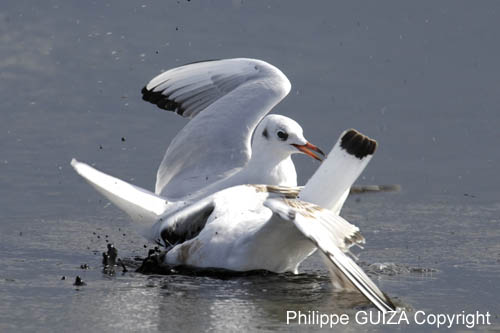 Mouette_rieuse_LeTeich_Parc_Ornithologique_Septembre2006_JN69069