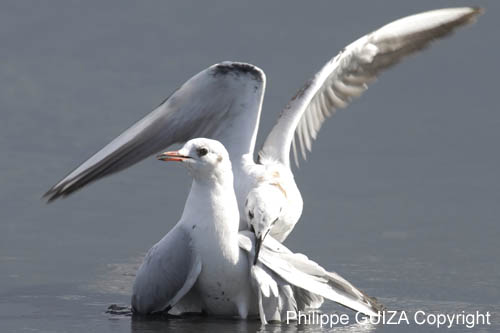 Mouette_rieuse_LeTeich_Parc_Ornithologique_Septembre2006_JN69074