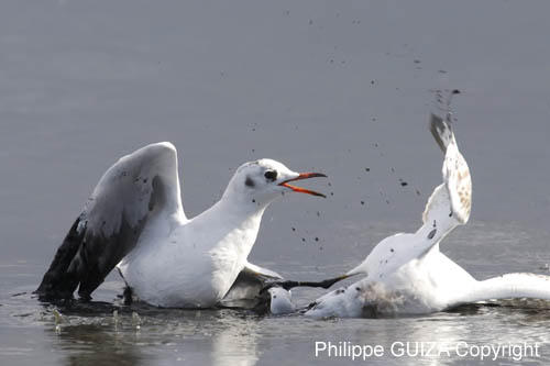 Mouette_rieuse_LeTeich_Parc_Ornithologique_Septembre2006_JN69076