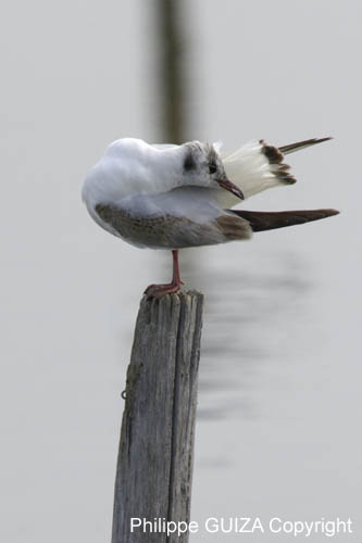 Mouette_rieuse_LeTeich_Parc_Ornithologique_avril2006_MR61568