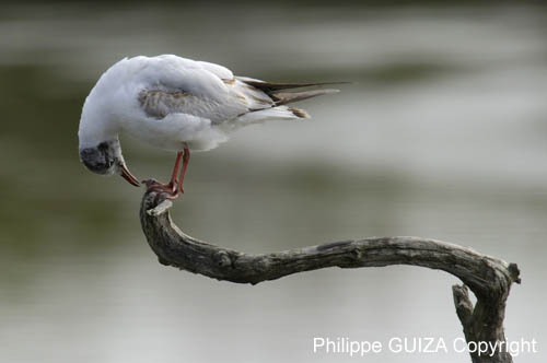 Mouette_rieuse_LeTeich_Parc_Ornithologique_avril2006_MR61569
