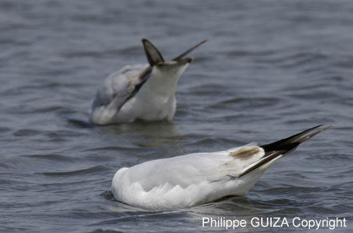 Mouette_rieuse_LeTeich_Parc_Ornithologique_avril2006_MR61571