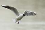 Mouette_rieuseBois_de_Vincennes_Lac_Daumesnil_1mars2005_FE52776