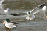 Mouette_rieuse_Bois_de_Vincennes_Lac_Daumesnil_1mars2005_FE52521