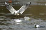 Mouette_rieuse_Bois_de_Vincennes_Lac_Daumesnil_1mars2005_FE52546