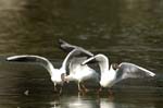 Mouette_rieuse_Bois_de_Vincennes_Lac_Daumesnil_1mars2005_FE52564