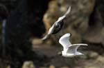 Mouette_rieuse_Bois_de_Vincennes_Lac_Daumesnil_1mars2005_FE52567