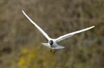 Mouette_rieuse_Bois_de_Vincennes_Lac_Daumesnil_1mars2005_FE52571