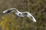 Mouette_rieuse_Bois_de_Vincennes_Lac_Daumesnil_1mars2005_FE52572