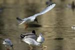 Mouette_rieuse_Bois_de_Vincennes_Lac_Daumesnil_1mars2005_FE52632