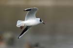 Mouette_rieuse_Bois_de_Vincennes_Lac_Daumesnil_1mars2005_FE52685