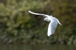 Mouette_rieuse_Bois_de_Vincennes_Lac_Daumesnil_1mars2005_FE52692
