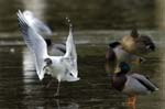 Mouette_rieuse_Bois_de_Vincennes_Lac_Daumesnil_1mars2005_FE52706