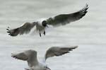 Mouette_rieuse_Bois_de_Vincennes_Lac_Daumesnil_1mars2005_FE52765