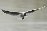Mouette_rieuse_Bois_de_Vincennes_Lac_Daumesnil_1mars2005_FE52775