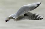 Mouette_rieuse_Bois_de_Vincennes_Lac_Daumesnil_1mars2005_FE52778