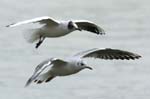 Mouette_rieuse_Bois_de_Vincennes_Lac_Daumesnil_1mars2005_FE52784